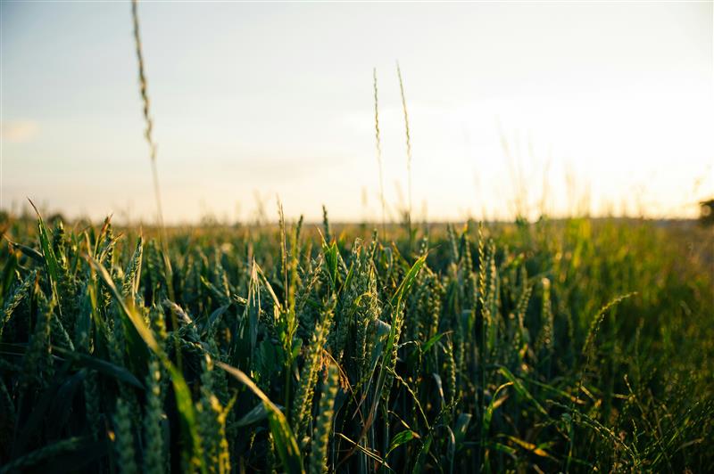 Food, power, democracy: Reclaiming control from the ground up Image